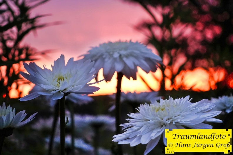 abend-im-garten_51297897508_o.jpg