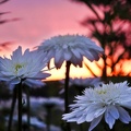 abend-im-garten 51297897508 o