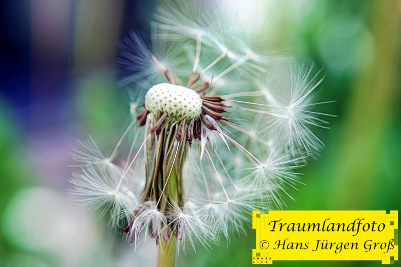 pusteblume_51182036036_o.jpg
