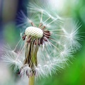 pusteblume 51182036036 o