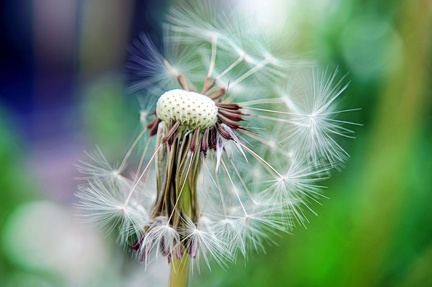 pusteblume 51182036036 o
