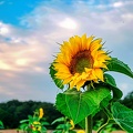 sonnenblume 51378235347 o