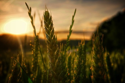 abend-im-kornfeld 18654488878 o