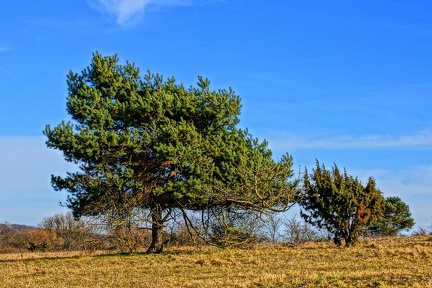 am-drnberg 17357186211 o