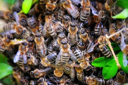 bienen--bees 26847242964 o