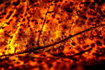 herbstlaub 30601671166 o