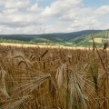 sommerimpressionen 27595962064 o
