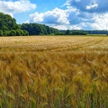 sommer-in-melsungen 27639191870 o