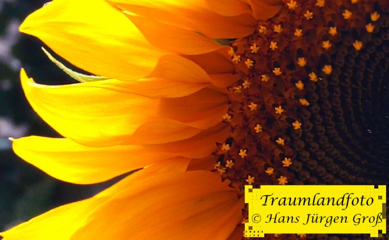sunflower_29223869862_o.jpg
