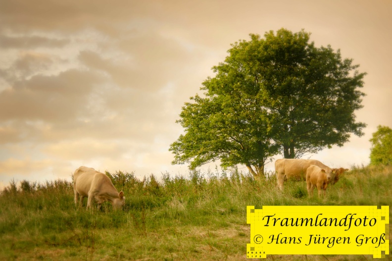 thringer-wald_27998360792_o.jpg