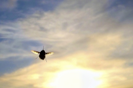 abendflug 49783039238 o
