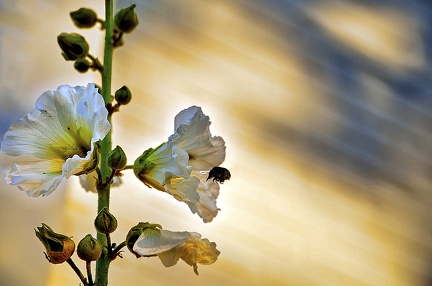 abend-im-garten 50114014948 o