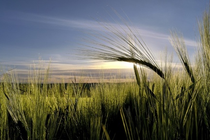 abend-im-kornfeld 49940732121 o