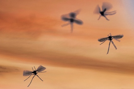 abendtanz-der-mcken 49828525901 o