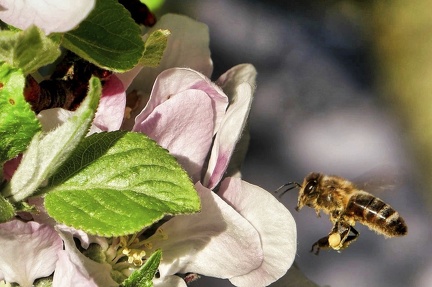 apfelblte 49815560123 o