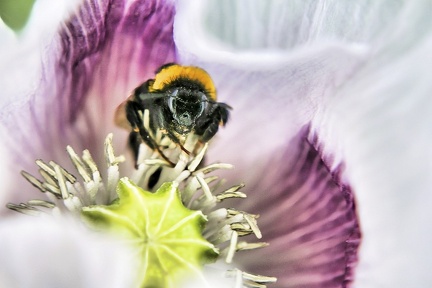 bltenfreude 49993915611 o