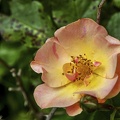 der-sommer-kommt 50028530936 o