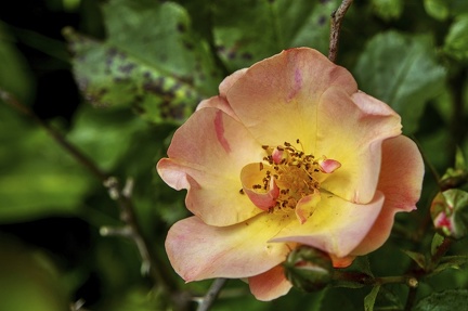 der-sommer-kommt 50028530936 o