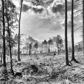 deutscher-wald 50139248918 o