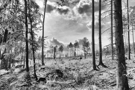 deutscher-wald 50139248918 o