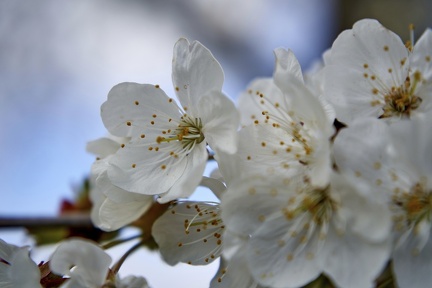 frhling 49779354198 o