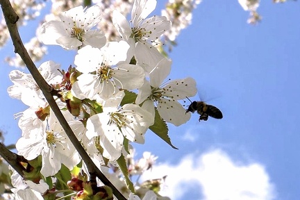 frhling-im-garten 49804884392 o