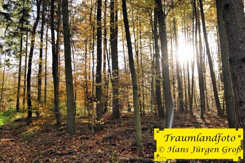 herbstwald_50589491621_o.jpg