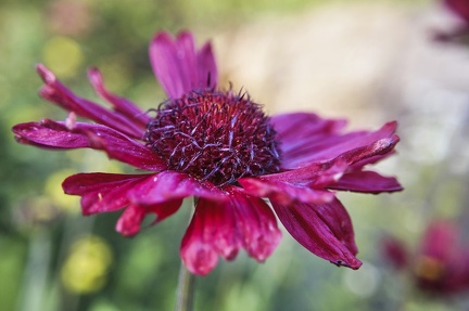 in-meinem-garten 50000984847 o