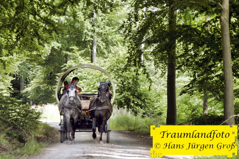 mit-pferd-und-wagen-durch-den-wald_50136228012.jpg