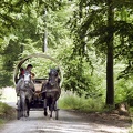 mit-pferd-und-wagen-durch-den-wald 50136228012