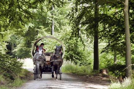 mit-pferd-und-wagen-durch-den-wald 50136228012