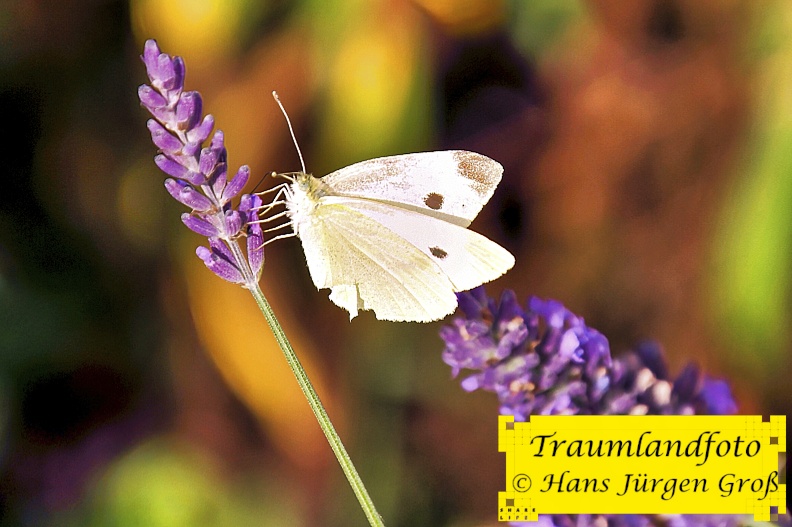 schmetterling-im-lavendel_50100050902_o.jpg