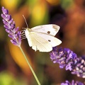 schmetterling-im-lavendel 50100050902 o