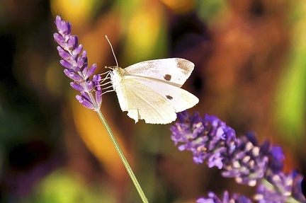 schmetterling-im-lavendel 50100050902 o