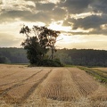 sommerabend-im-feld 50228284312 o
