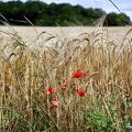 sommerfeld 50077409413 o