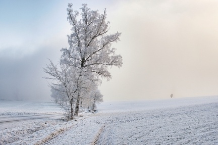 winterland 52568082822 o