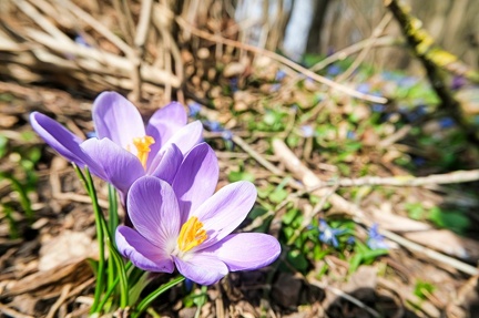 der-frhling-kommt 51944371782 o