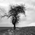 baum-im-winter 51824303578 o