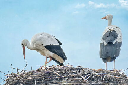 2025-03-11-2025-03-11-P1000417-1-1-V2