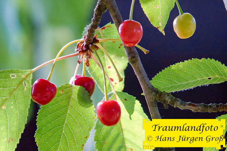 BILD0324-1-V2.jpg