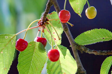 BILD0324-1-V2