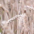 BILD1003-1a-V2