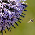 BILD1006-V2-1-V2